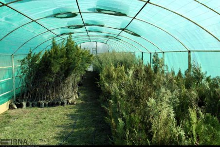 قزوین| مرکز پرورش و تولید نهال منابع طبیعی