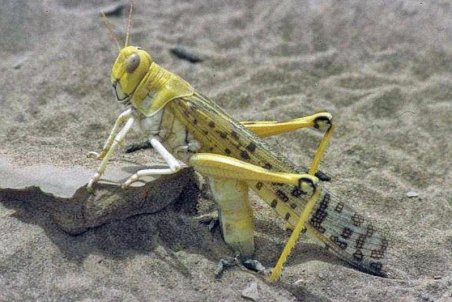 خوزستان| دردسر ملخ دریایی در خوزستان