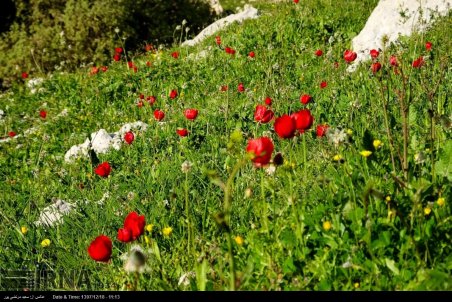 خودنمایی بهار در گرمسیر کهگیلویه و بویراحمد