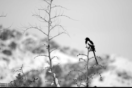 خراسان جنوبی | بارش برف در بیرجند