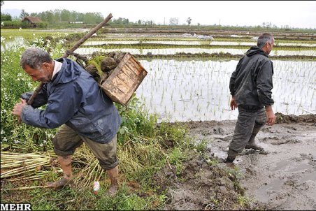 گلستان| افزایش بهره‌وری آب، نیاز جدی کشاورزی گلستان