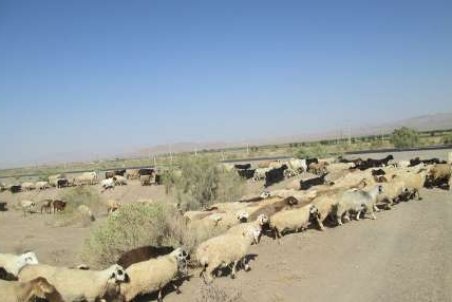 خراسان جنوبی| مراتعی که به باد می‌رود