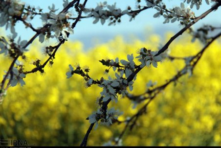 گلستان| شکوفه های بهاری درختان در استان گلستان