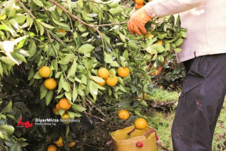 مازندران| دردسر عرضه نهال‌های ارزان‌قیمت