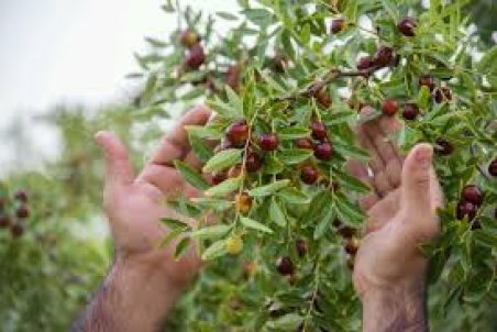 خراسان جنوبی| فرصت طلایی برای اشتغال‌زایی