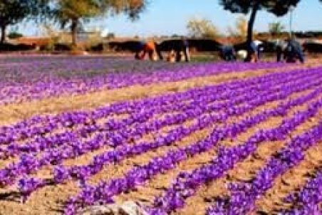 رونق صادرات زعفران