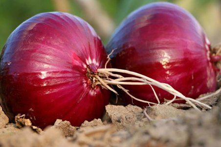 کنترل افزایش قیمت پیاز و سیب‌زمینی با ممنوعیت صادرات