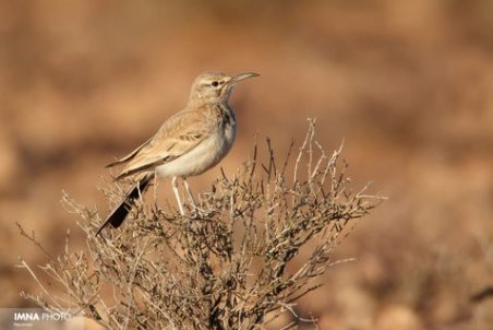 مشاهده چکاوک هدهدی در تالاب گاوخونی