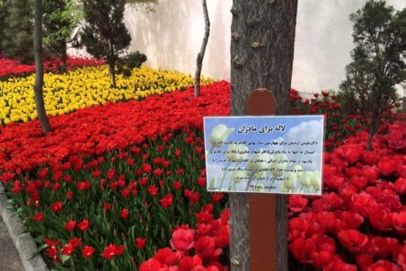 البرز| جشنواره لاله‌ها تابلویی از زیبای‌های شهر کرج