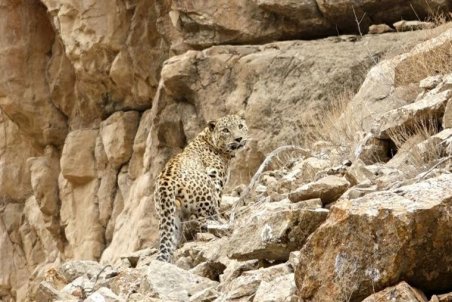 خراسان رضوی|رها سازی پلنگ پارک ملی تندوره