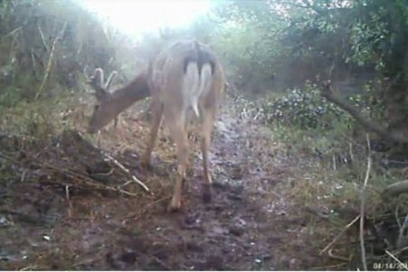 خوزستان| احتمالا گوزن های زرد زنده اند