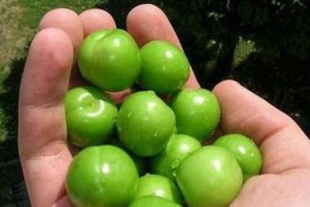 البرز| گوجه سبز نوبرانه کیلویی 90 هزار تومان