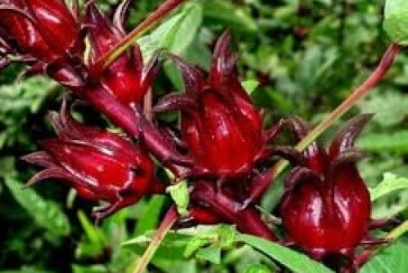 سیستان و بلوچستان| دلگان در رتبه نخست  تولید چای ترش کشور