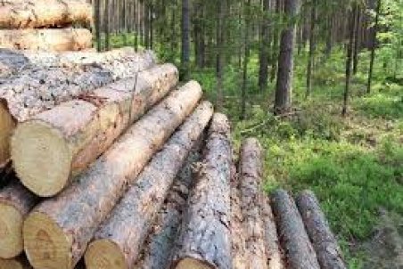 آذربایجان شرقی| تعرض به درختان ارسباران قابل کتمان نیست