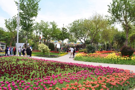 البرز| کرج سرزمین لاله­ ها