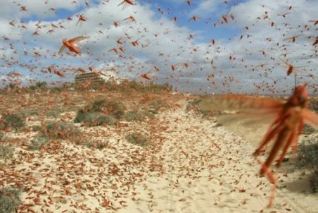 بوشهر| آغاز موج دوم مبارزه با ملخ‌های مهاجم