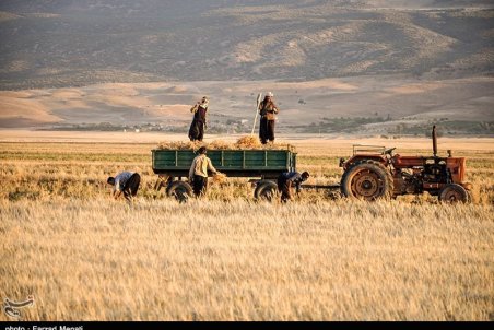 خطری برای استراتژیک‌ترین محصول کشاورزی وجود ندارد