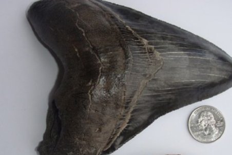 کشف فسیل کوسه باستانی توسط یک دانش آموز