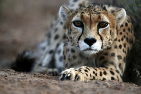 آخرین خبر از بارداری یوزپلنگ‌های پارک پردیسان