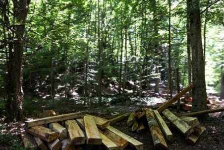 اولویت اصلی سازمان جنگل ها حفاظت است