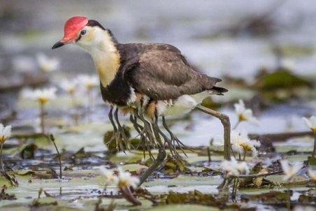 خراسان رضوی| 33گونه جانوری خراسان رضوی در خطر انقراض قرار دارند