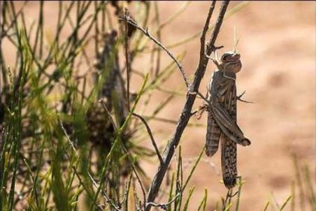 کرمان| دردسر عظیم تخم‌گذاری ملخ‌ها