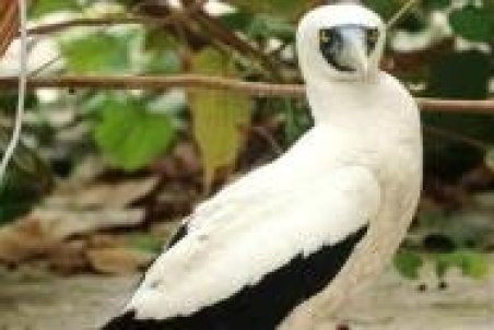 مشاهده دو گونه پرنده برای اولین بار در طبیعت بوشهر