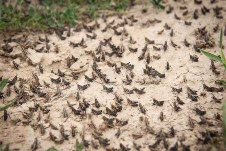 خراسان جنوبی| شناسایی کانون ملخ صحرایی