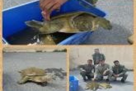 کشف دو قطعه لاک پشت کمیاب در شازند