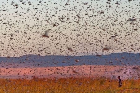 فارس| از سم‌پاشی تا ایجاد تله نوری
