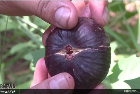 لرستان| روزگار سیاه انجیر سیاه