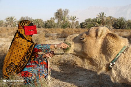 هرمزگان| رونق پروش شتر