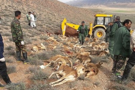 گلستان| براکسی؛ قاتل کـَل و میش‌های پارک ملی گلستان