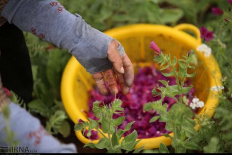 مازندران| آغاز برداشت گل گاوزبان در مازندران‎