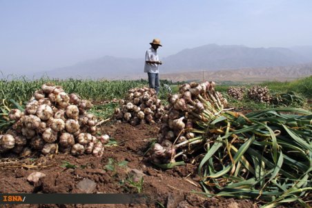 زنجان| از سیر تا پیاز سیر
