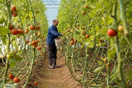 کرمان| حفظ کشاورزی با کشت‌های گلخانه‌ای