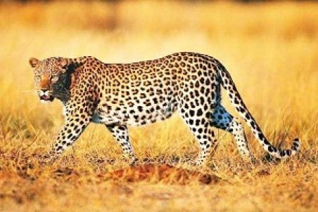 مازندران| حال خوب پلنگ مازندران