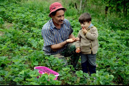 گیلان| برداشت توت فرنگی از مزارع