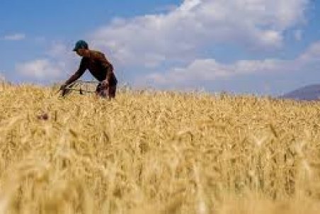 همدان| اجرای طرح افزایش عملکرد گندم در 24 هکتار از اراضی همدان