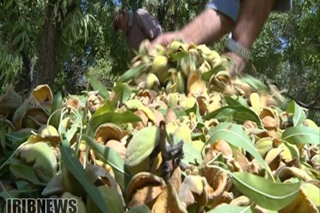 چهارمحال و بختیاری| خام فروشی معضل بادام چهارمحال