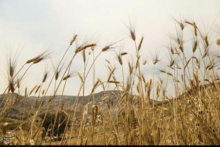 اردبیل| قیمت خرید گندم از کشاورزان اردبیلی ۱۷۰۰ تومان تعیین شد