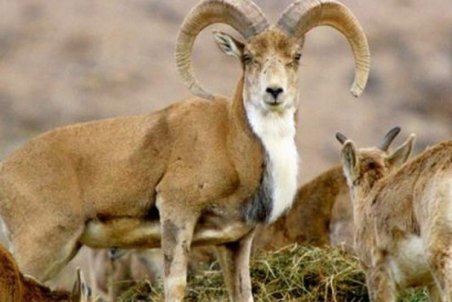 تابستان امسال پروانه شکار صادر نمی‌شود