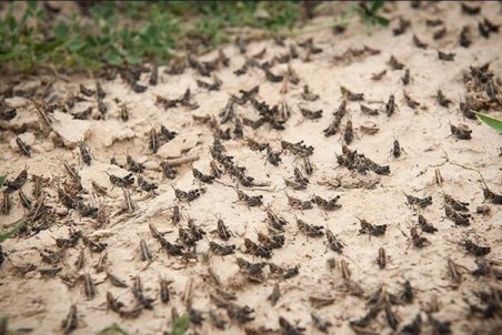 کهگیلویه و بویر احمد| آخرین وضعیت حمله ملخ‌ها به گچساران