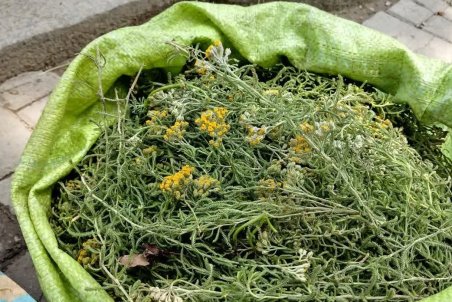 همدان| ریشه‌کن کردن گیاهان دارویی ممنوع