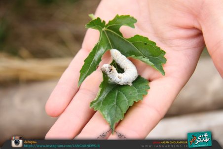 خراسان رضوی| تهدید درختان توت توسط نوغانداران