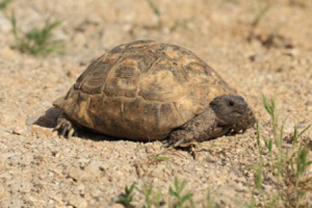 چهارمحال و بختیاری| درمان و رهاسازی یک قطعه لاک‌پشت مهمیزدار
