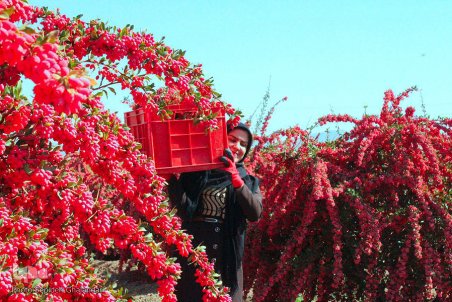 خراسان جنوبی| سوءاستفاده دلالان از بازار زرشک