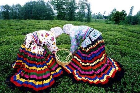 گیلان| کام شیرین چایکاران شمالی