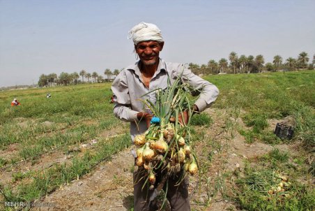 کرمان| روزهای خوش کشاورزان جنوب کرمان