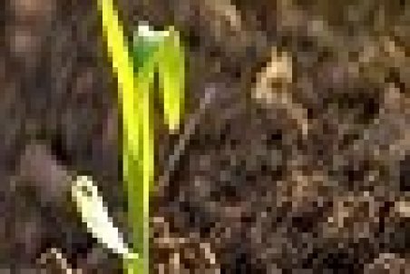 خاک قانون مند شد